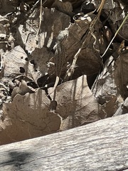 Sceloporus tristichus