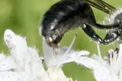 Parasitiformes
