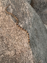 Rhinocheilus lecontei