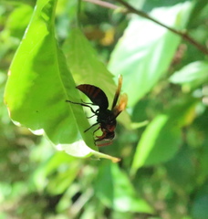 Rhynchium haemorrhoidale