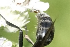 Parasitiformes