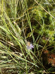 Lactuca tenerrima