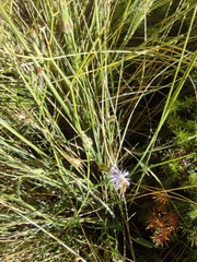 Lactuca tenerrima