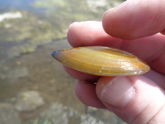 Utterbackia imbecillis