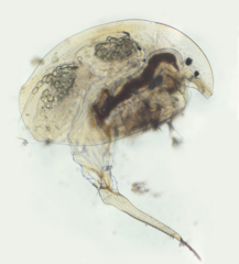 Camptocercus lilljeborgi