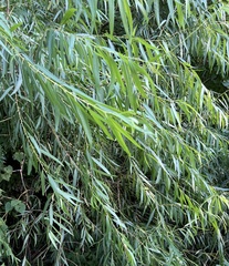 Salix nigra