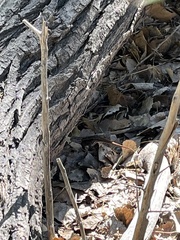 Sceloporus cowlesi