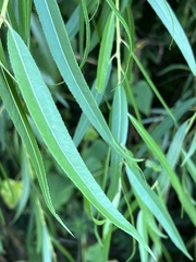 Salix nigra