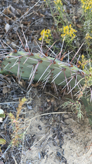 Opuntia phaeacantha