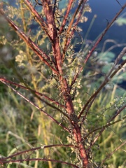 Erigeron canadensis pusillus