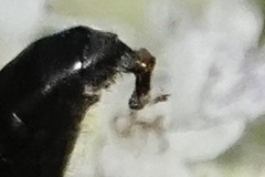 Parasitiformes