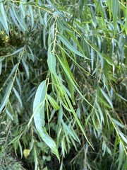 Salix nigra