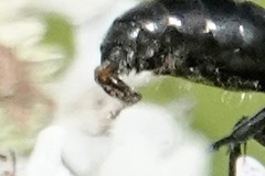 Parasitiformes