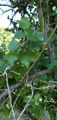 Populus deltoides