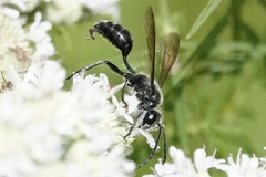 Parasitiformes