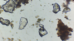 Desmodesmus communis