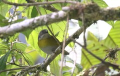 Chlorospingus flavopectus