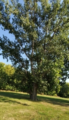 Populus deltoides