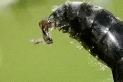 Parasitiformes