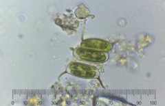 Desmodesmus communis