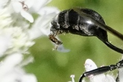 Parasitiformes