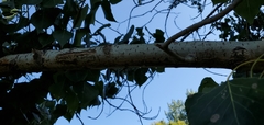 Populus deltoides