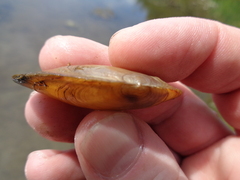 Utterbackia imbecillis