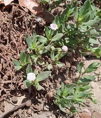 Spilanthes leiocarpa