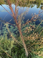 Erigeron canadensis pusillus