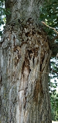 Populus deltoides