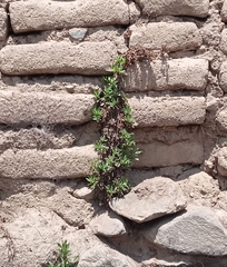 Spilanthes leiocarpa