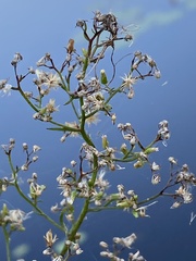Erigeron canadensis pusillus