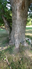 Populus deltoides