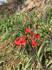 Phycella cyrtanthoides