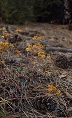 Eriogonum umbellatum modocense