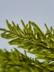 Dendrohypopterygium filiculiforme