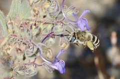 Anthophora urbana