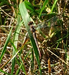 Sympetrum