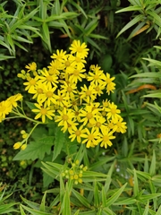 Senecio rufiglandulosus