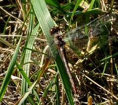 Sympetrum