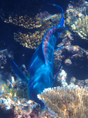 Chlorurus microrhinos