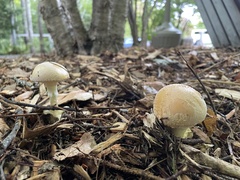Amanita wellsii