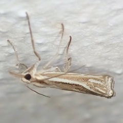 Crambidae
