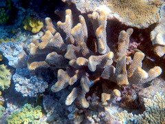 Pocillopora grandis