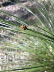 Paropsis maculata