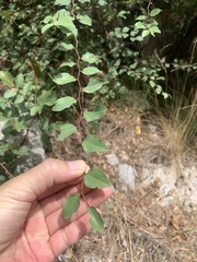 Paliurus spina-christi