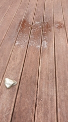 Pseudaneitea