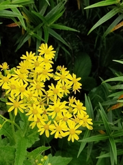 Senecio rufiglandulosus