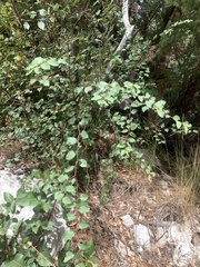 Paliurus spina-christi