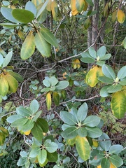 Rhododendron maximum